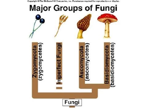 Types Of Fungi   YouTube