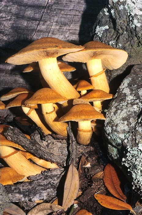 Types of fungus – mushrooms – Fungi – Te Ara Encyclopedia ...