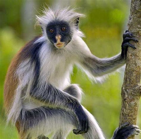 Types of Monkeys | Animal Pictures and Facts | FactZoo.com