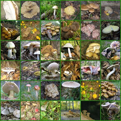 types of mushrooms | Ecofren F & B Community