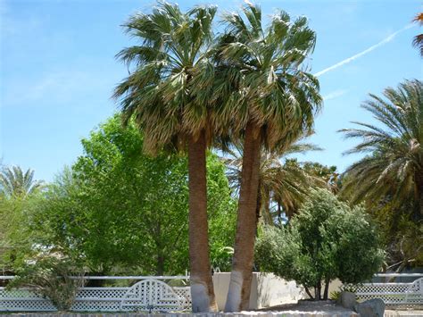 Types of Palm Trees « Affordable Tree Service, Las Vegas, NV