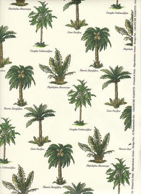 types of palms | Palm Tree Varieties | Butterfly ...