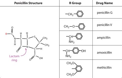 Types Of Penicillin | Thomas Clayton