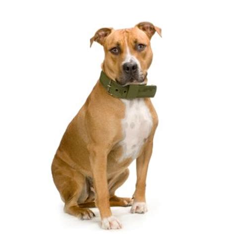 Types of Pitbulls   Do you know the difference?