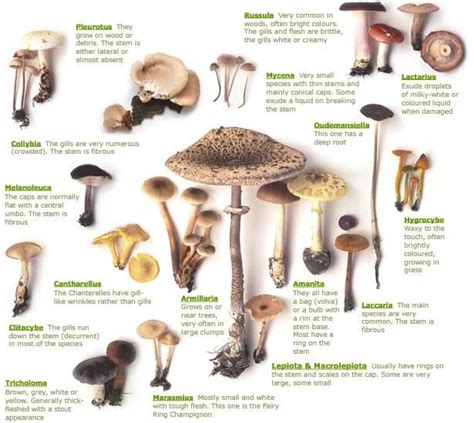 Types Of Poisonous Mushrooms | Mushrooms, Types of and Do eat