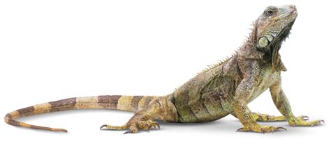 Types of Reptiles | Reptile Facts | DK Find Out