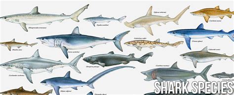 Types & Species of Sharks