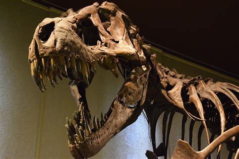 Tyrannosaurus Rex Bone Fossils Indicate Cannibalistic Behavior