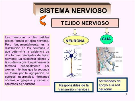 U 1 Celulas Del Sistema Nervioso
