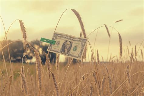 U.S. grains: Bargain buying lifts CBOT wheat | Farmtario