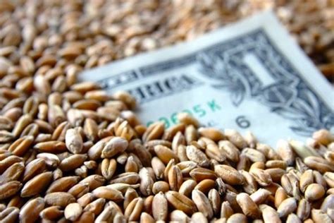 U.S. grains: CBOT wheat falls on profit taking | Grainews