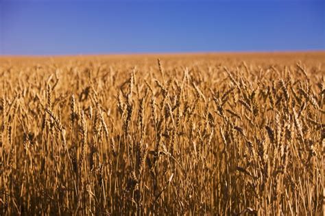U.S. grains: CBOT wheat futures weaken | Country Guide