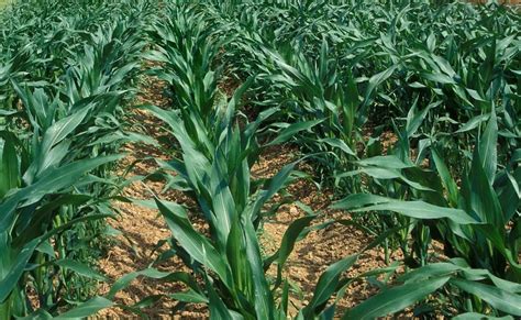 U.S. grains: Corn tumbles on weather forecasts, NAFTA ...