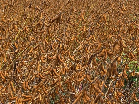 U.S. grains: Soybeans fall on Argentine rain view ...