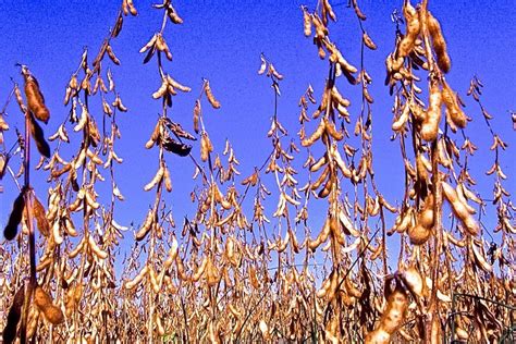 U.S. grains: Soybeans hit two month low on huge Brazil ...