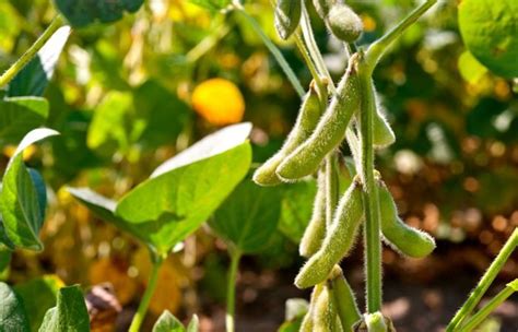 U.S. grains: Soybeans, wheat fall as weather rally fizzles ...