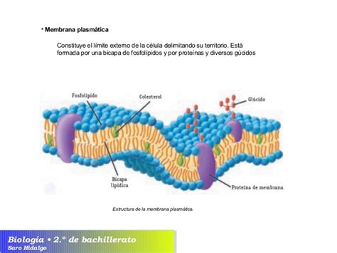 U6. La célula eucariota envolturas citoplasma y orgánulos