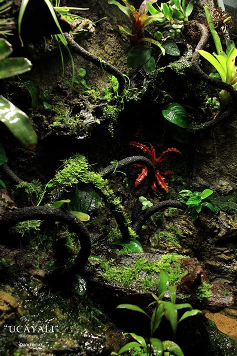 UCAYALI TERRARIUM 2 | DendroAcua – Acuarios, Terrarios ...