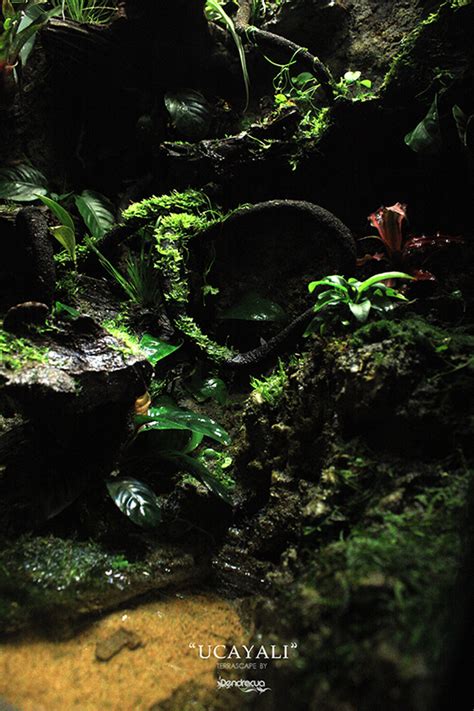 UCAYALI TERRARIUM 8 | DendroAcua – Acuarios, Terrarios ...