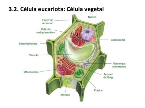 Ud 6 la célula