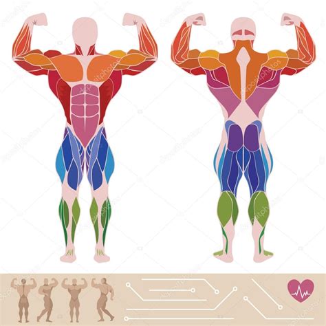 Układ mięśniowy człowieka, anatomia, widok tylnej i ...
