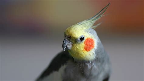 Un ave como primera mascota: Las Ninfas o Carolinas ...