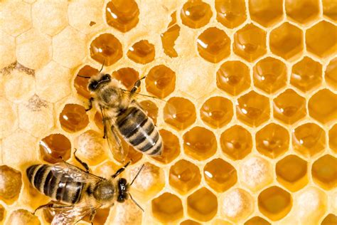 Un blog pour les abeilles » Cire d’abeille : 5 bienfaits à ...