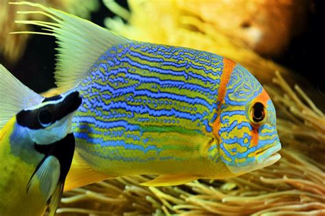 Un bonito pez tropical  65493