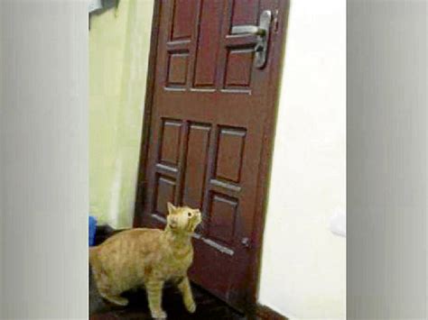 Un gato sorprende al abrir una puerta con sus patas | El ...
