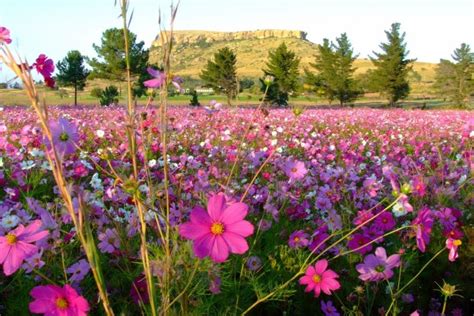 Un hermoso campo de flores silvestres en primavera  56714