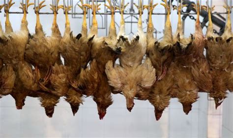 Un informe sobre los tres primeros muertos por gripe aviar ...