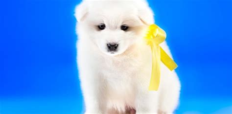 Un lazo amarillo en el collar de un perro ¿qué significa ...