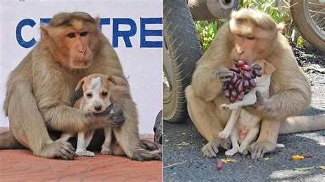 Un mono adopta un cachorro y lo defiende de otros perros ...