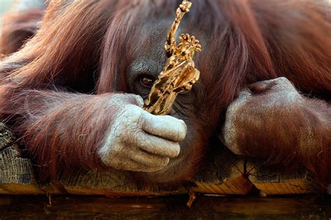 Un orangután gana el Premio Planeta de los Simios 2016 ...