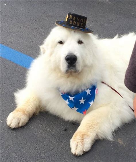 Un perro es elegido alcalde de un pueblo de Estados Unidos ...