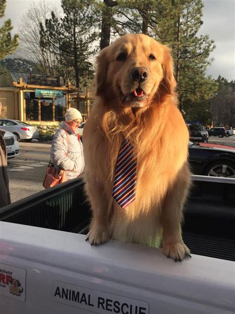 Un perro fue elegido alcalde en Estados Unidos
