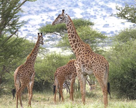 Un puñado de genes explica cómo la jirafa llegó a tener un ...