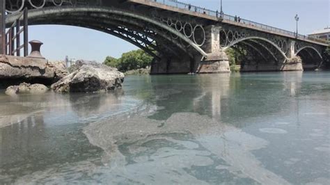 Un vertido de aceite cubre la dársena del río Guadalquivir ...