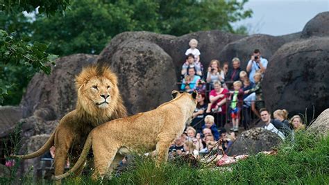 Un zoológico danés mata un león e invita a los niños a ver ...