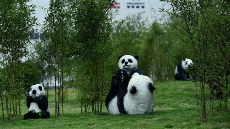 Una buena: el panda gigante ya no está en peligro de ...