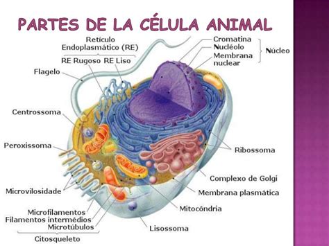 Una celula animal con sus partes   Imagui