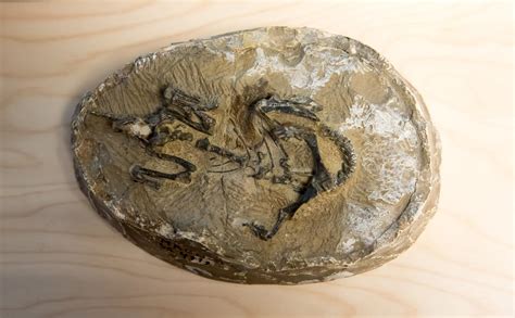 Una colección única de fósiles de dinosaurio ha sido ...