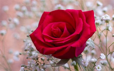 Una hermosa flor roja wallpaper   886522