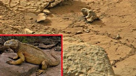 Una iguana en Marte… ?? | Las Tinieblas de la Mente