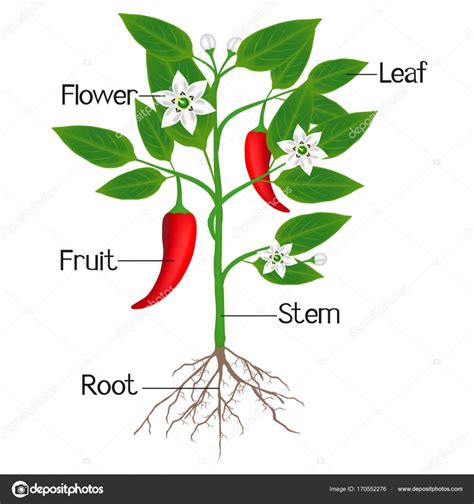 Una ilustración que muestra las partes de una planta de ...