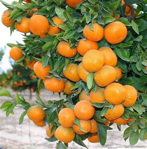 Una planta de mandarina injertada venta en Quito, envio ...
