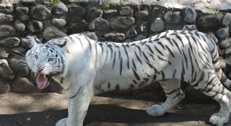 Una tigresa blanca llegó al Zoo de Córdoba y se prepara ...