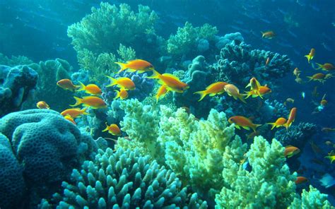 Underwater Egypt sea ocean fishes coral tropical wallpaper ...