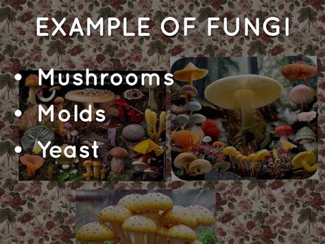 Unicellular Fungi Are Referred To As