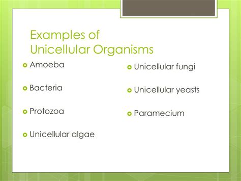 Unicellular Fungi Examples
